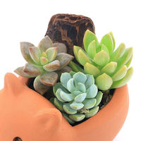 チャーム （観葉植物）多肉寄せ植え　アニマルテラコッタ　カバ（１鉢）軽石砂・バーク 345577（直送品）