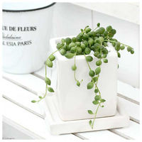 チャーム （観葉植物）グリーンネックレス　陶器鉢植え　ダイスＳ白（１鉢）　受皿付　白石 182662（直送品）
