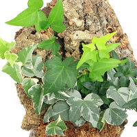 チャーム （観葉植物）バージンコルクプランツ　ヘデラ　品種おまかせ（１個） 345780（直送品）