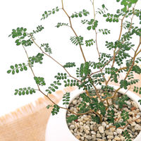 チャーム （観葉植物）メルヘンの木　マットボールＭ植え（１鉢）　受皿付　軽石砂 345453（直送品）