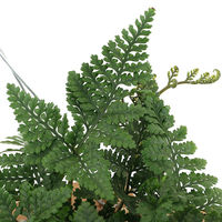 チャーム （観葉植物）トキワシノブ　チーク材バスケット植え　八角形　小サイズ（１鉢） 369107（直送品）