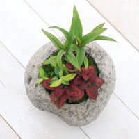 チャーム （観葉植物）苔盆栽　おまかせ観葉植物　３種アレンジ　抗火石鉢植え　Ｍサイズ（１鉢）苔 364992（直送品）