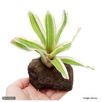 チャーム （観葉植物）ブロメリア　ネオレゲリア　ファイヤーボール　穴あき溶岩石付（１セット） 29128（直送品）