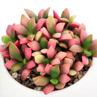 チャーム （観葉植物）アナカンプセロス　桜吹雪　マットボールＳ植え（１鉢）　受皿付　軽石砂 345609（直送品）