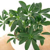 チャーム （観葉植物）シェフレラ　ホンコン　マットボールＭ植え（１鉢）　受皿付　軽石砂 345451（直送品）