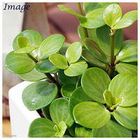 チャーム （観葉植物）ペペロミア　ホープ　陶器鉢植え　ダイスＭ白（１個）　受皿付 361536（直送品）