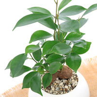 チャーム （観葉植物）ガジュマル　マットボールＭ植え（１鉢）　受皿付　軽石砂 345454（直送品）