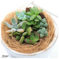 チャーム （観葉植物）観葉ギフト　多肉６種寄せ植え　フレグランドラウンドポットＸＳ植え（１鉢）　受皿付　ココヤシ 362958（直送品）