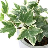 チャーム （観葉植物）ヘデラ　品種おまかせ　ダルディンポットＳ植え（１鉢）　受皿付　赤玉土 367853（直送品）