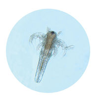 アーテック てのひら実験室 育てるエビもどき(袋タイプ) 58257 1セット(1個×3)