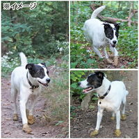 Pawz Dog Boots Pawz ラバードッグブーツ XXS カムフラージュ 181573 1個（直送品）