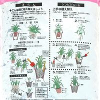 鹿沼興産 オキアータ 洋ランバーク S 5L 229755 1袋（直送品）