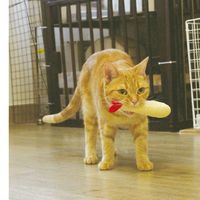 にゃんデント アミメでハミガキ えびフライ 1個 ドギーマン デンタル玩具