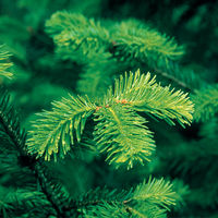 WELEDA（ヴェレダ） モミ バスミルク 200ml