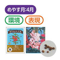 アーテック ほうせんかの種(幼保教材) 21231 1セット(30袋)