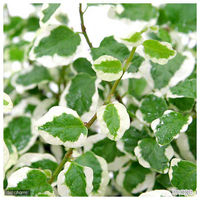 チャーム (観葉植物)フィカス プミラ サニーホワイト 3号(1ポット) 59171 1鉢（直送品）