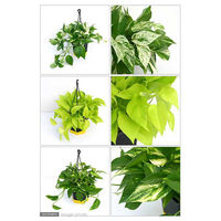 チャーム （観葉植物）ポトス　品種おまかせ　吊り鉢タイプ　５号（１鉢） 69266（直送品）