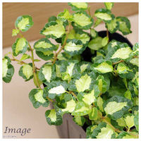 チャーム (観葉植物)フィカス プミラ ツキヨノヒカリ 3号(1ポット) 362032 1鉢（直送品）