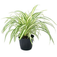 チャーム (観葉植物)オリヅルラン 3号(1ポット) 183584 1鉢（直送品）