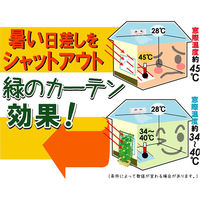 第一ビニール サイドロープ付 緑のカーテンネット 1.8×5m 4968438013145 1個（直送品）