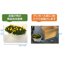 FSブルーム [N] ビオラ 8株植え プランター 20001112 1箱(2鉢入) （生花）（直送品）