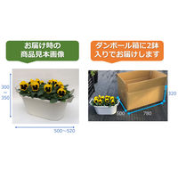FSブルーム [N] パンジー 8株植え プランター 20001111 1箱(2鉢入) （生花）（直送品）