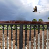 セーフラン安全用品 鳥除けマット C0065 1箱(12本)