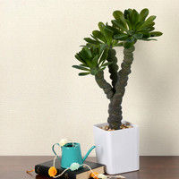 萩原 モニラ 光触媒加工付き 人工観葉植物 多肉シリーズ 1鉢（直送品）