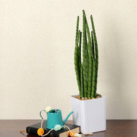 萩原 スピカ 高さ約55cm 光触媒加工付き 人工観葉植物 多肉シリーズ 1鉢（直送品）