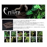 アクア・テイラーズ EPIWEB Panels 44×44×2cm エピウェブ パルダリウム テラリウム ビバリウム 230924 1個（直送品）