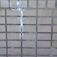 白華汚れ落し 100mL 屋外 洗剤 ブロック タイル エフロ 掃除 汚れ 1個日本ミラコン産業