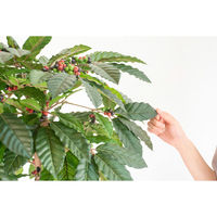 岩や 人工樹木／人工観葉植物　コーヒー GOW-493 1個（直送品）