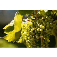 【ナチュラルワイン】イタリア　テッレ デイ ブース フリッツァンテ ビアンコ スパークリングワイン　白　辛口　750ml 1本　徳岡