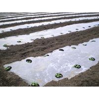 シンセイ 透明マルチ 0.02×95×50 4571191190901 1セット(5巻)（直送品）