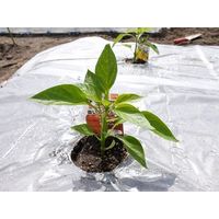 シンセイ 透明マルチ (国産）0.02×95×200 4573459622605 5巻（直送品）