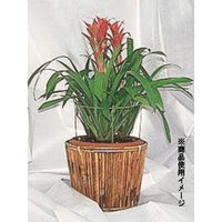 第一ビニール 葉ダレ防止リング小 5セット入 4968438001951 1セット(5個)（直送品）