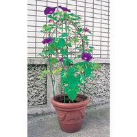 第一ビニール 花のドーム 植木鉢用 4968438006529 1セット(5個)（直送品）
