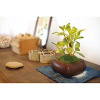 キシマ KH-61065 和盆栽 カネノナルキ 1鉢（直送品）