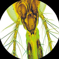 顕微鏡 プレゼント 知育 自由研究 夏休み 003-010 1個 銀鳥産業（直送品）