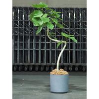 ホワイエ FR円柱ラスティックグレーL φ35xH35.5 3a00005 1個（直送品）