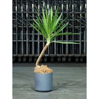 ホワイエ FR円柱ラスティックグレーM φ28xH28 3a00004 1個（直送品）