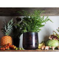 ホワイエ AM5ベースBK H19 3u00055BK 1個（直送品）