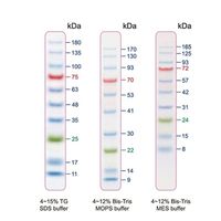 アズワン 着色済みタンパク質ラダーマーカー 10~180kDa 1袋(500μL入) PMB10-0500 1袋 4-4328-01（直送品）