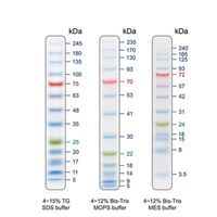 アズワン 着色済みタンパク質ラダーマーカー 5~245kDa 1袋(500μL入) PM008-0500 1袋 4-4328-02（直送品）