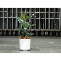 ホワイエ FR円柱ホワイトストーンS φ21xH21 3a00132WST 1個（直送品）