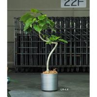 ホワイエ FR円柱ブラッシュドスチールL φ35xH35.5 3a00134SL 1個（直送品）