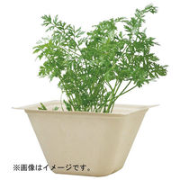 聖新陶芸 聖新 GD-95302 バガスグリーン ミニキャロット　1個（直送品）