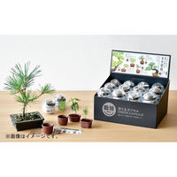 聖新陶芸 聖新 GD-954 育てるカプセル ミニ盆栽 4s　1セット（直送品）