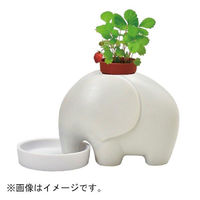 聖新陶芸 聖新 GD-95502エレプラントホワイトワイルドストロベリー　1個（直送品）