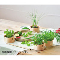 聖新陶芸 聖新 GD-95604 WAPPA 和っ葉 水菜　1個（直送品）